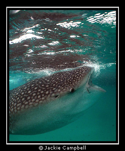 This 7-8 metre Whaleshark was feeding at the surface and ... by Jackie Campbell 